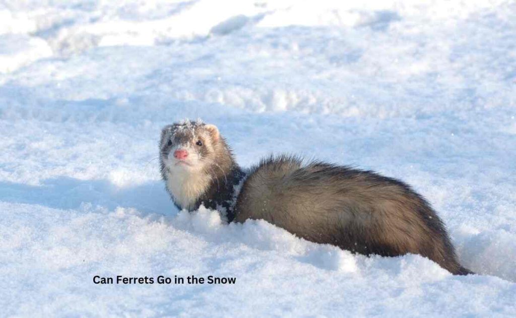 Can Ferrets Go in the Snow