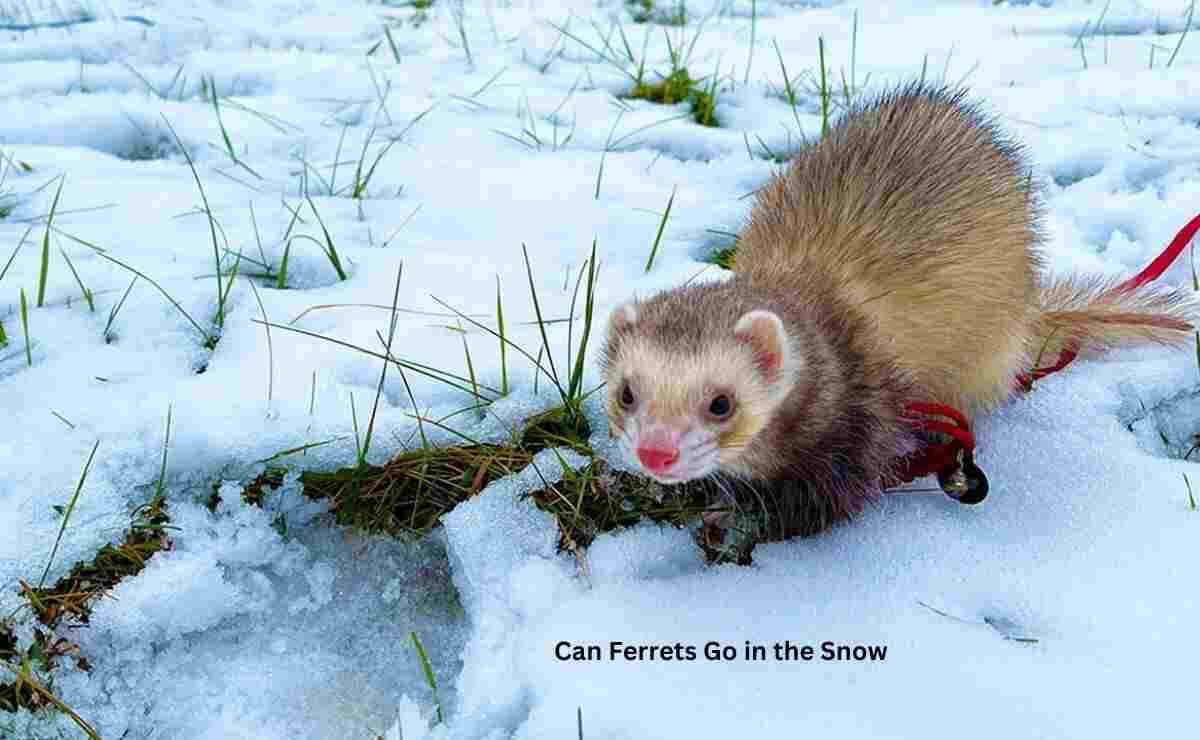 Can Ferrets Go in the Snow
