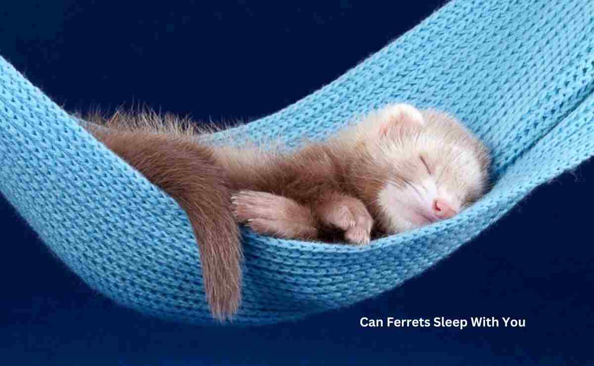 Can Ferrets Sleep With You