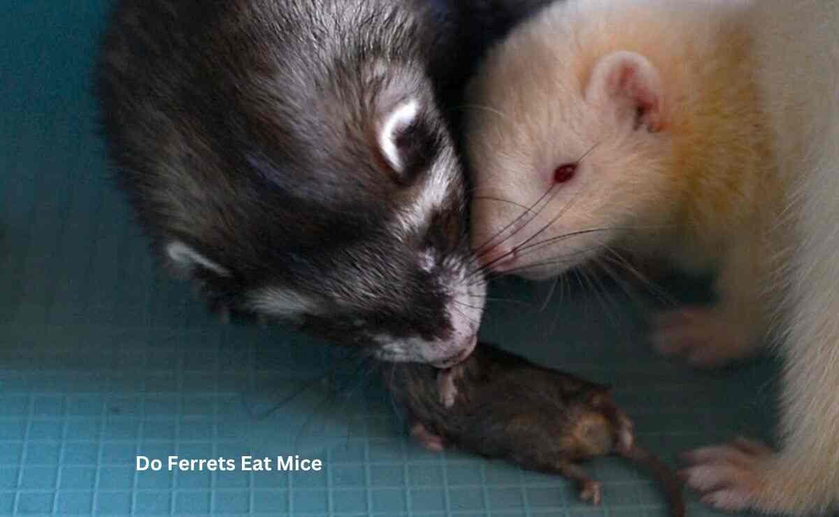 Do Ferrets Eat Mice