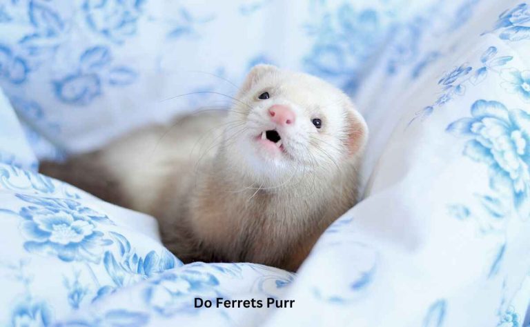 Do Ferrets Purr