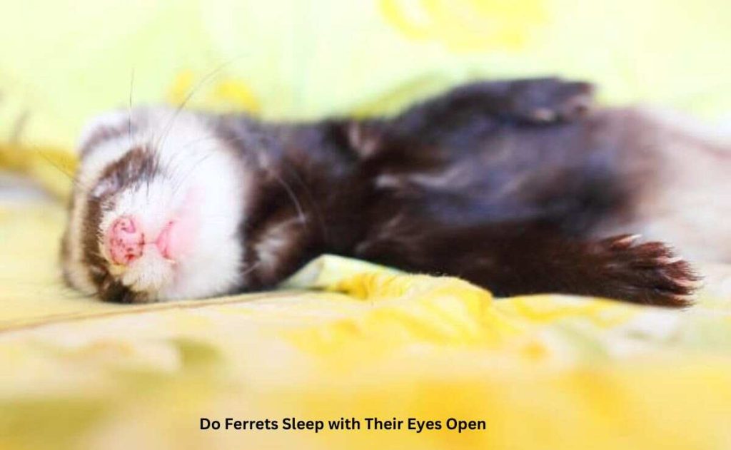 Do Ferrets Sleep with Their Eyes Open