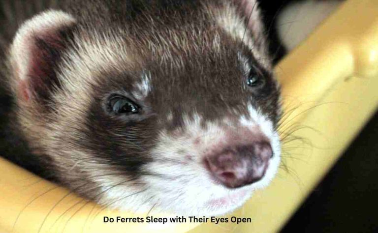 Do Ferrets Sleep with Their Eyes Open