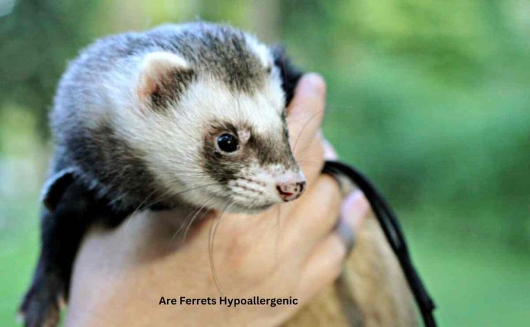 Are Ferrets Hypoallergenic