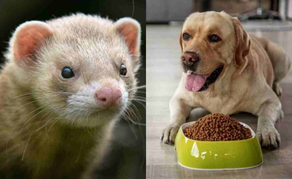 Can Ferrets Eat Dog Food