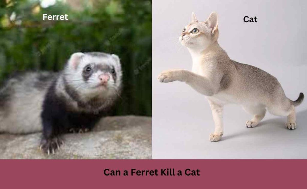 Can-a-Ferret-Kill-a-Cat