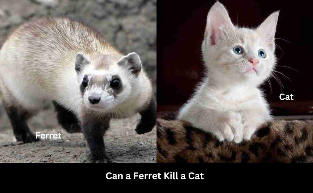 Can a Ferret Kill a Cat? (Things to Know) Ferret Adviser