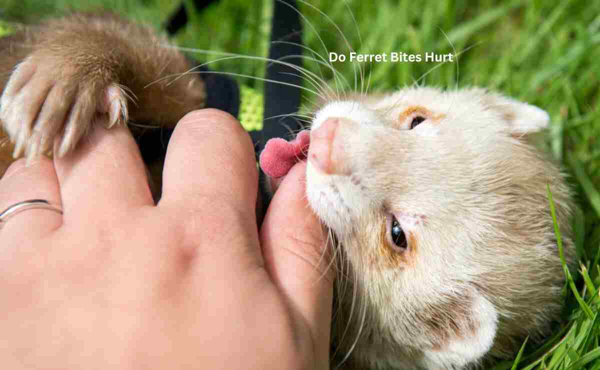 Do Ferret Bites Hurt? Ferret Adviser