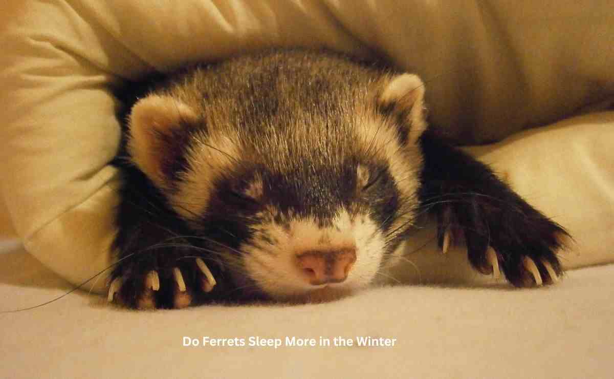 Do Ferrets Sleep More in the Winter