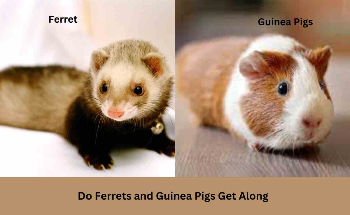 Do Ferrets and Guinea Pigs Get Along