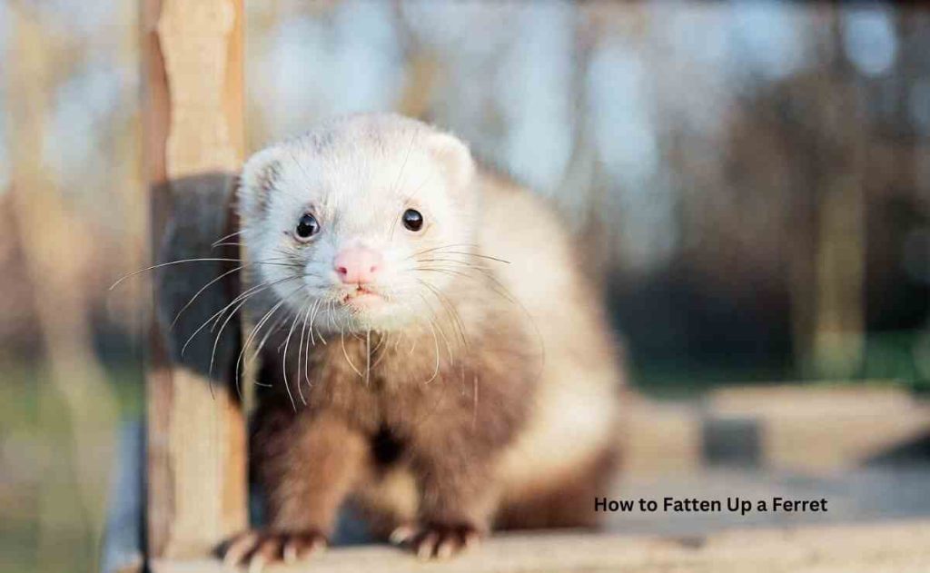 How to Fatten Up a Ferret