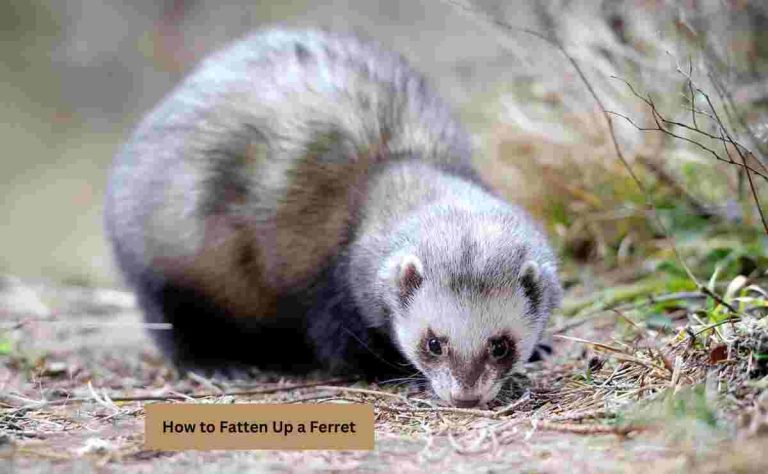 How to Fatten Up a Ferret