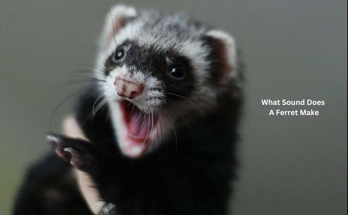 What Sound Does a Ferret Make
