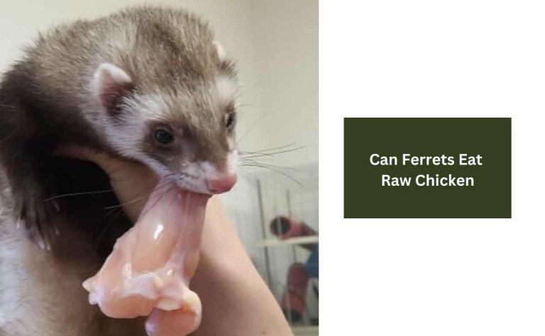 Can Ferrets Eat Raw Chicken