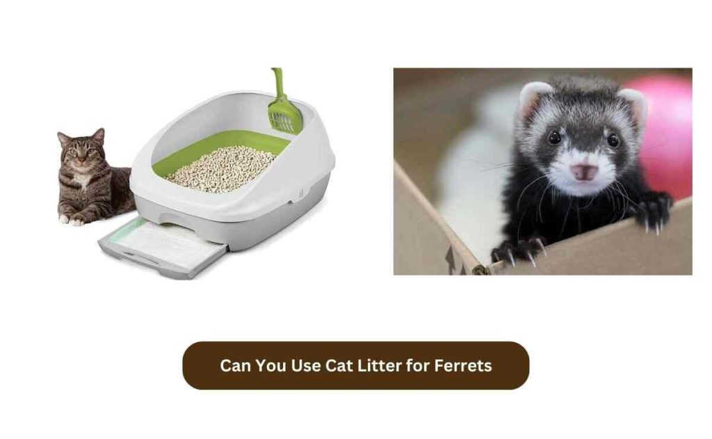 Can You Use Cat Litter for Ferrets