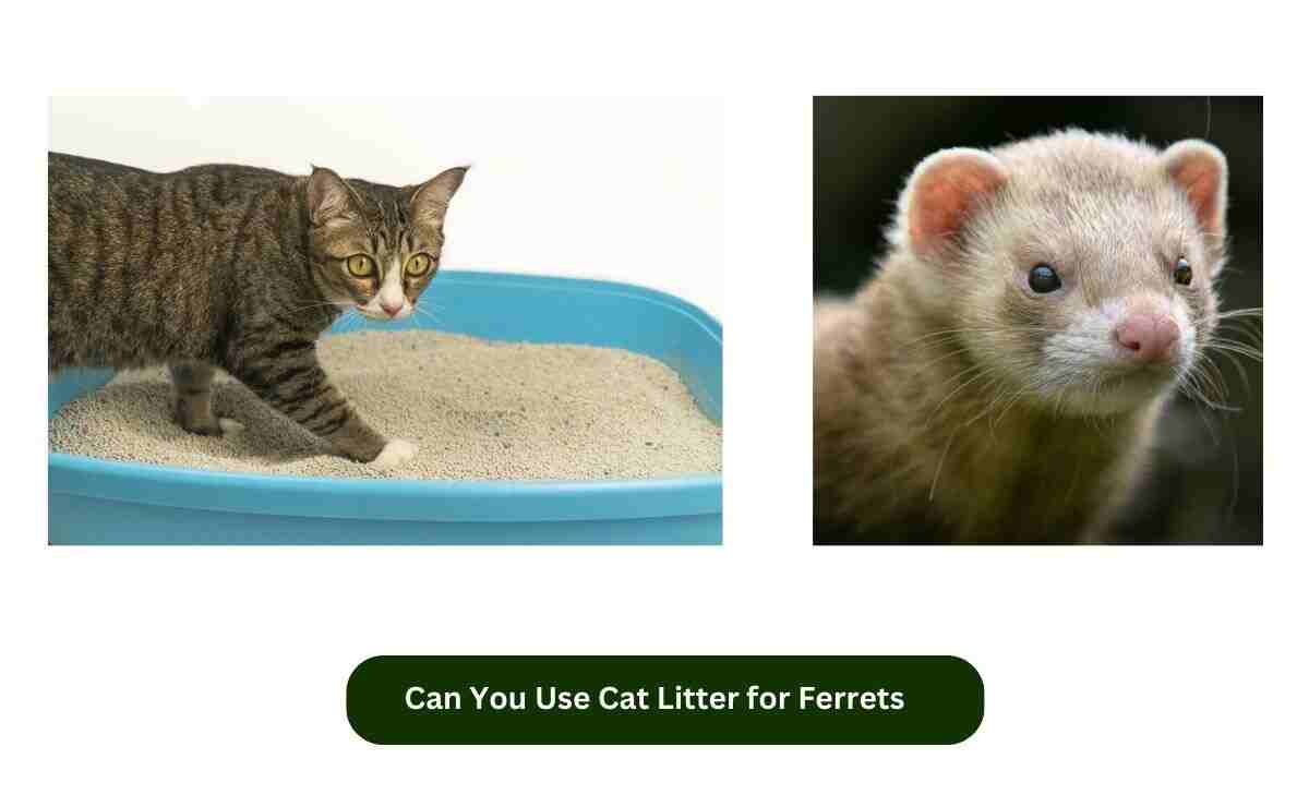 Can You Use Cat Litter for Ferrets