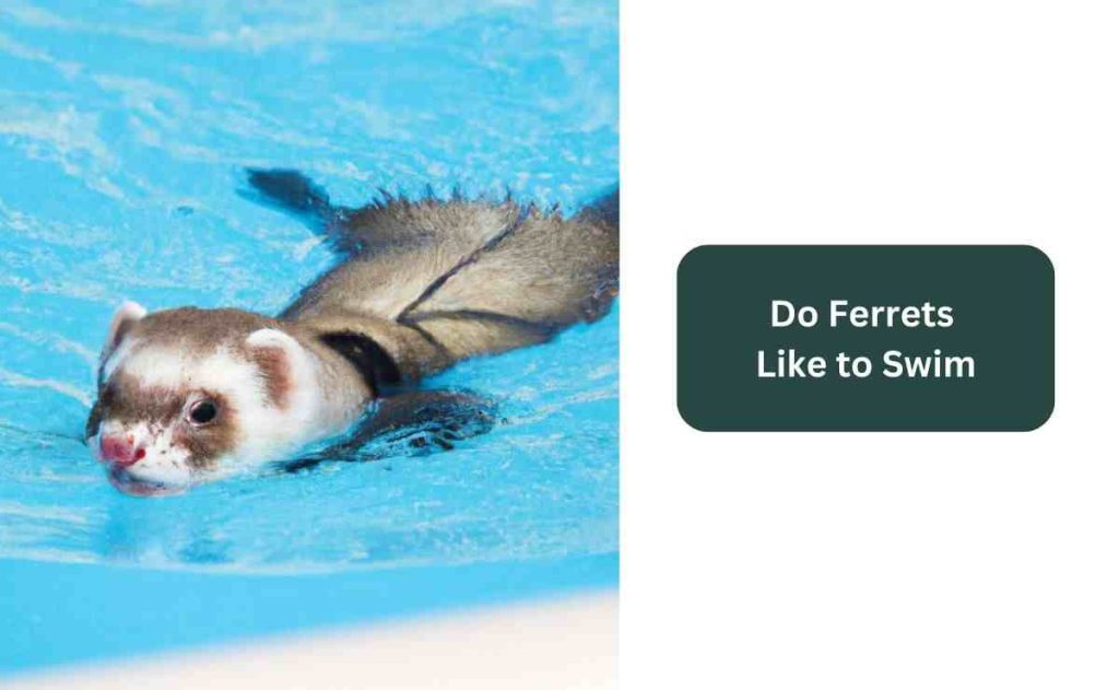 Do Ferrets Like to Swim