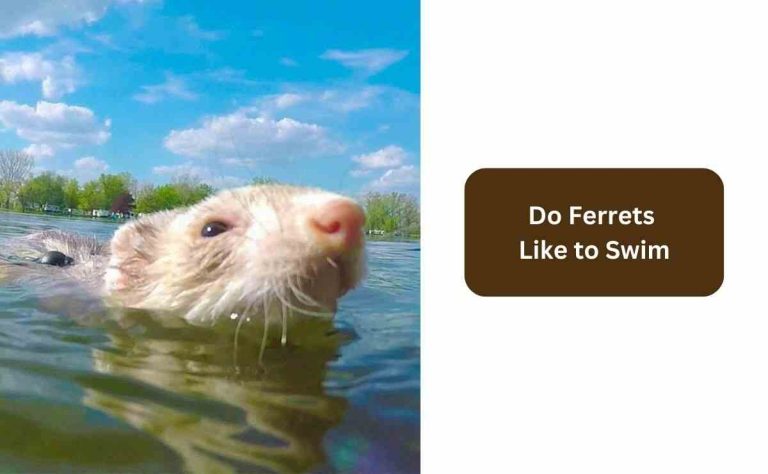 Do Ferrets Like to Swim