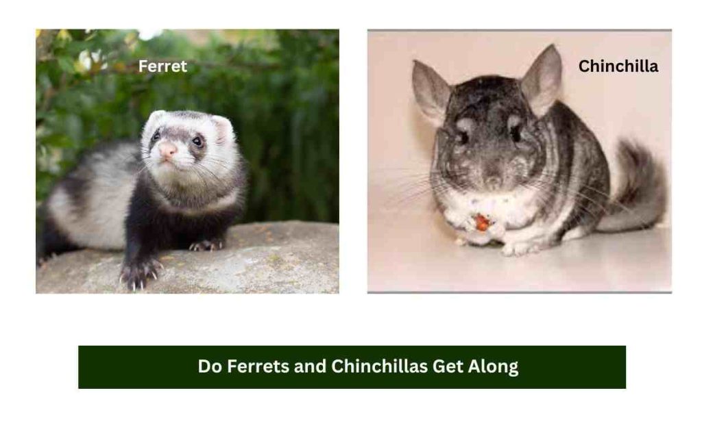 Do Ferrets and Chinchillas Get Along