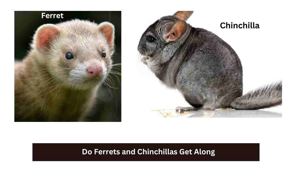 Do Ferrets and Chinchillas Get Along