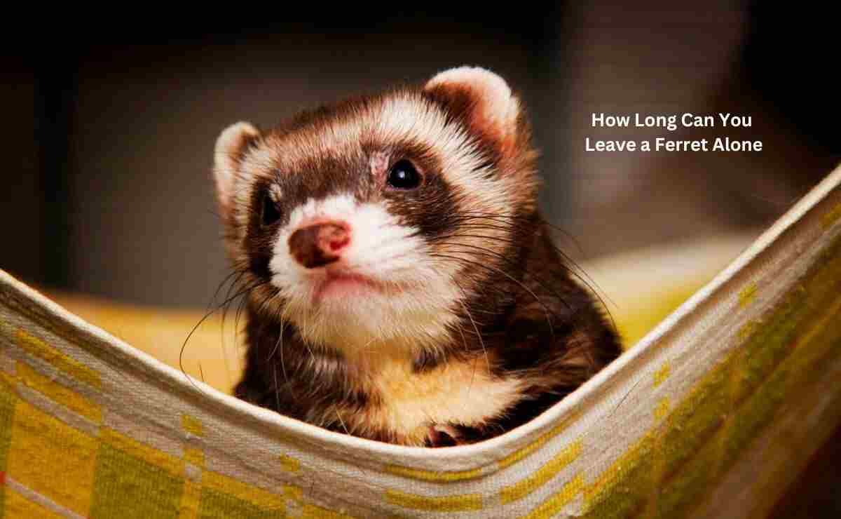 How Long Can You Leave a Ferret Alone