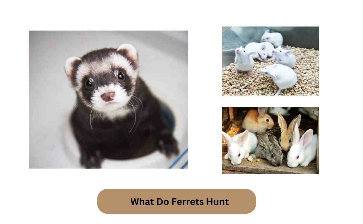 What Do Ferrets Hunt