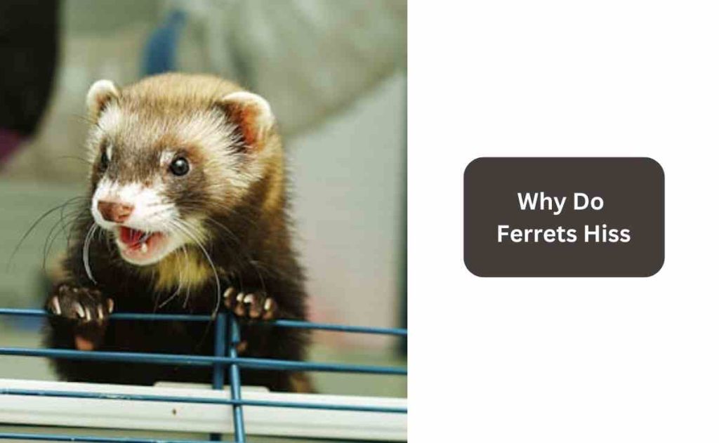 Why Do Ferrets Hiss