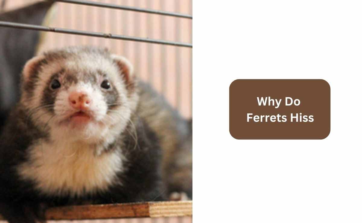 Why Do Ferrets Hiss