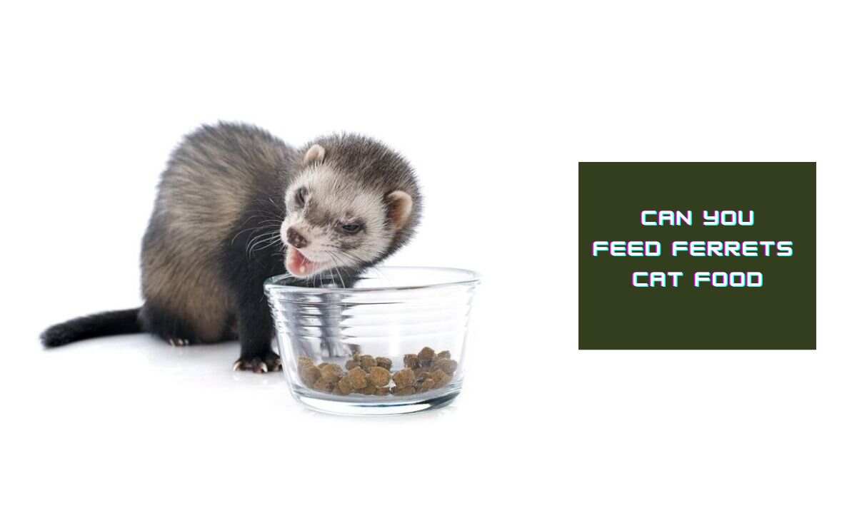 Can You Feed Ferrets Cat Food? Ferret Adviser