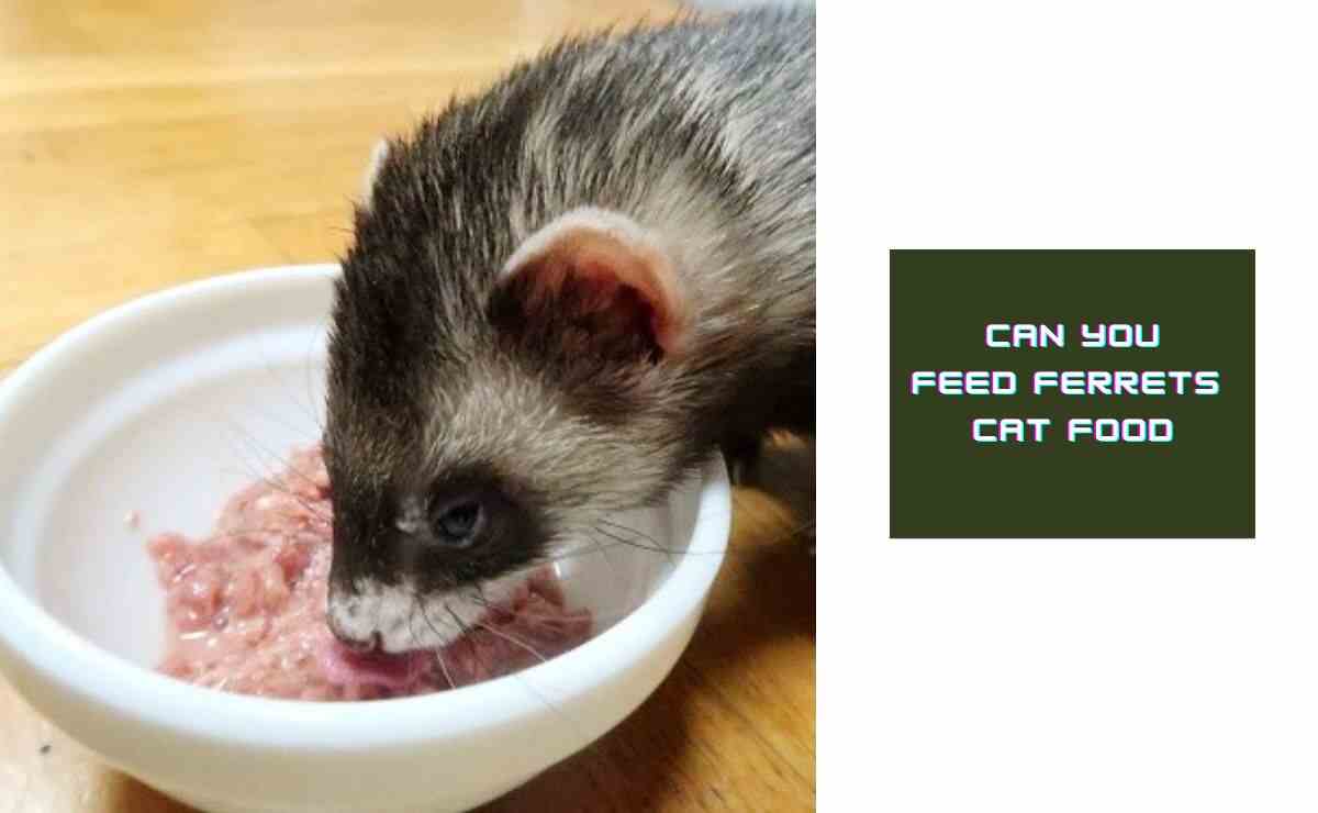 Can You Feed Ferrets Cat Food