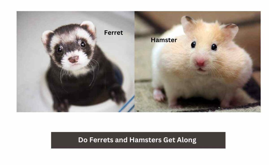 Do Ferrets and Hamsters Get Along