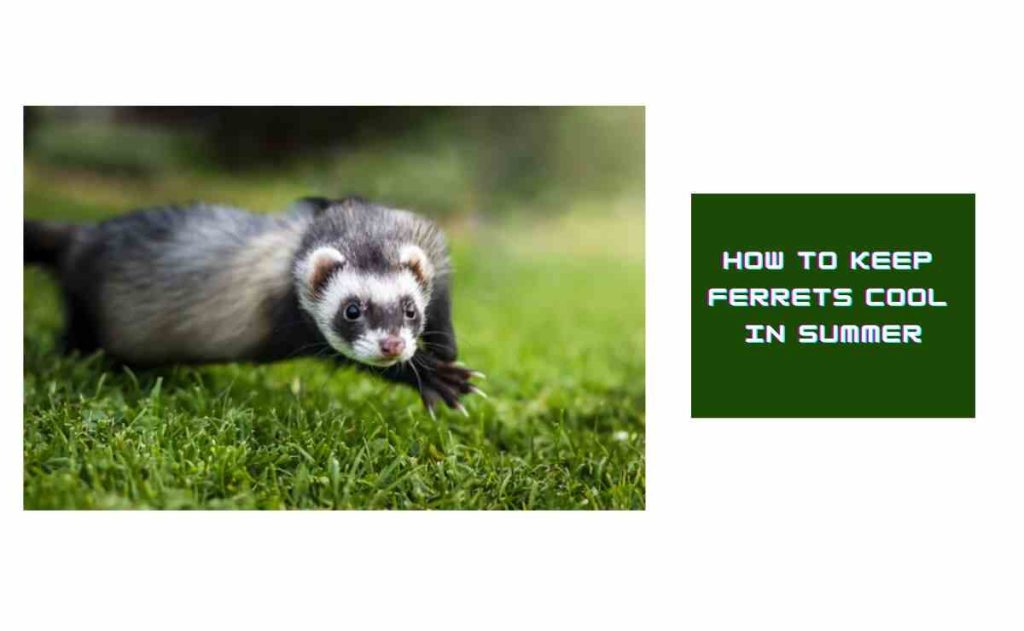 How to Keep Ferrets Cool in Summer