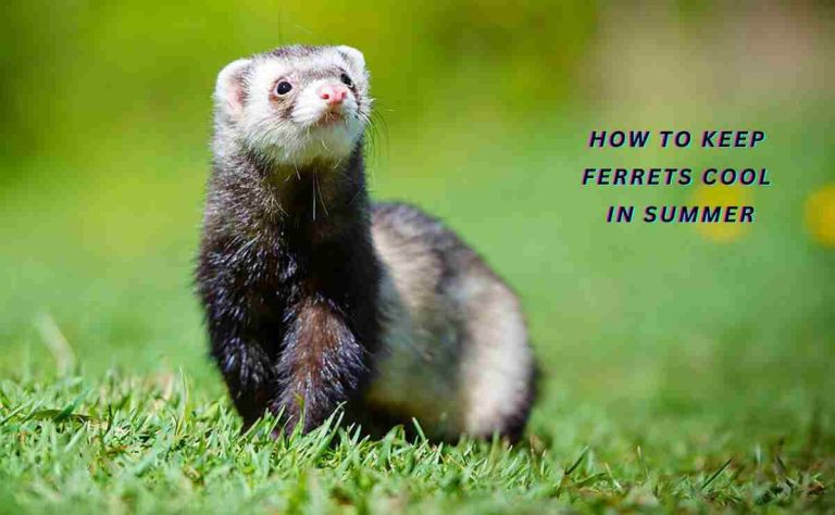 How to Keep Ferrets Cool in Summer