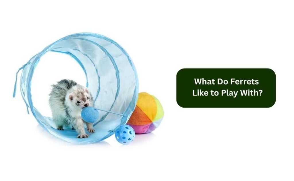 What Do Ferrets Like to Play With