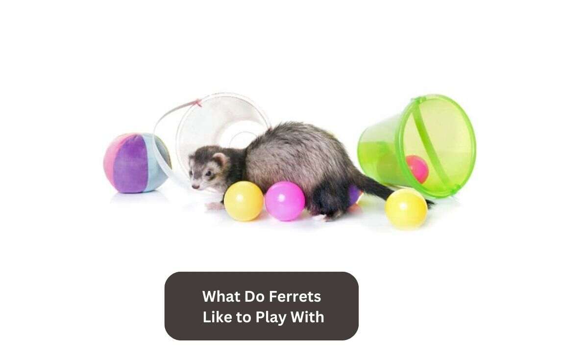 What Do Ferrets Like to Play With