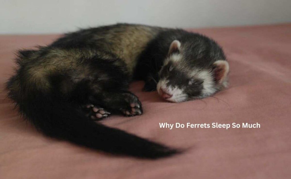 Why Do Ferrets Sleep So Much
