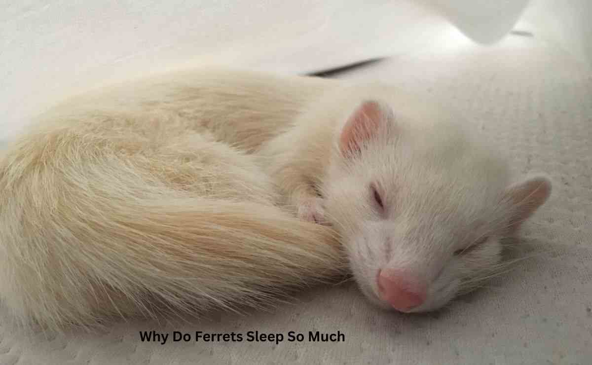 Why Do Ferrets Sleep So Much