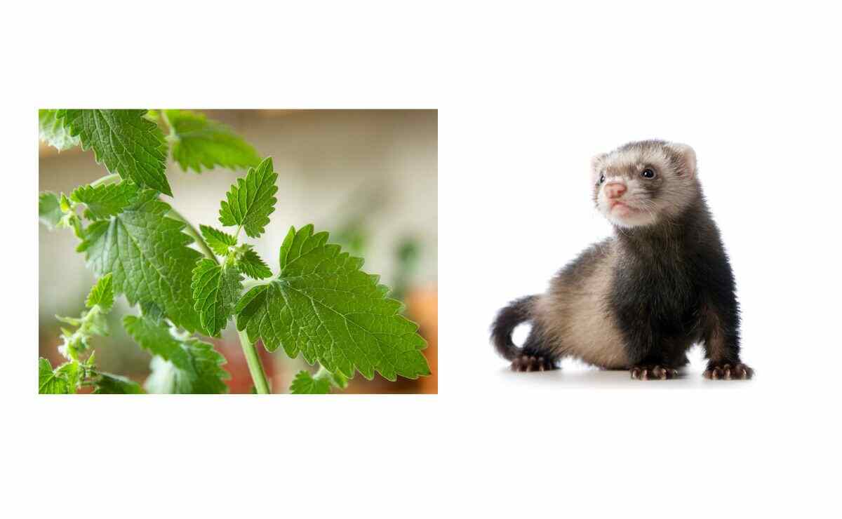 Can Ferrets Have Catnip