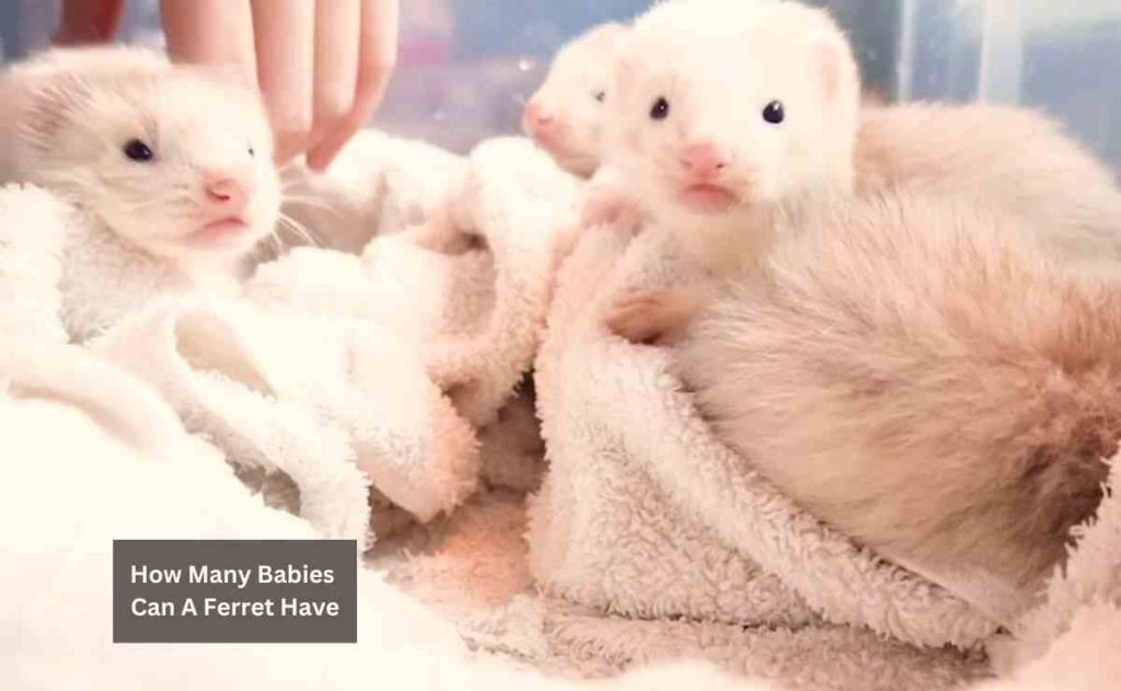 How Many Babies Can A Ferret Have