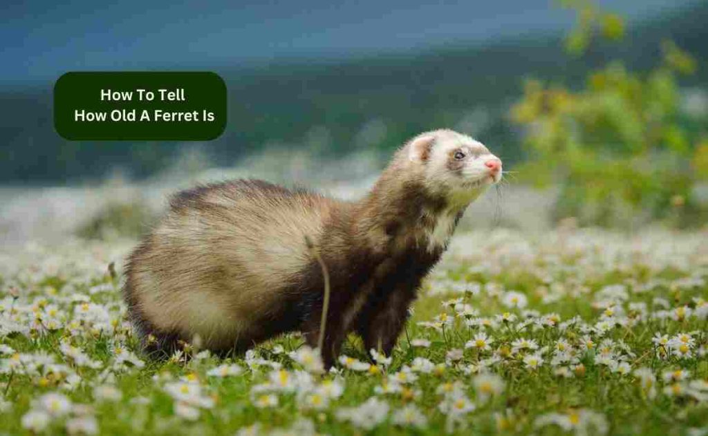 How To Tell How Old A Ferret Is
