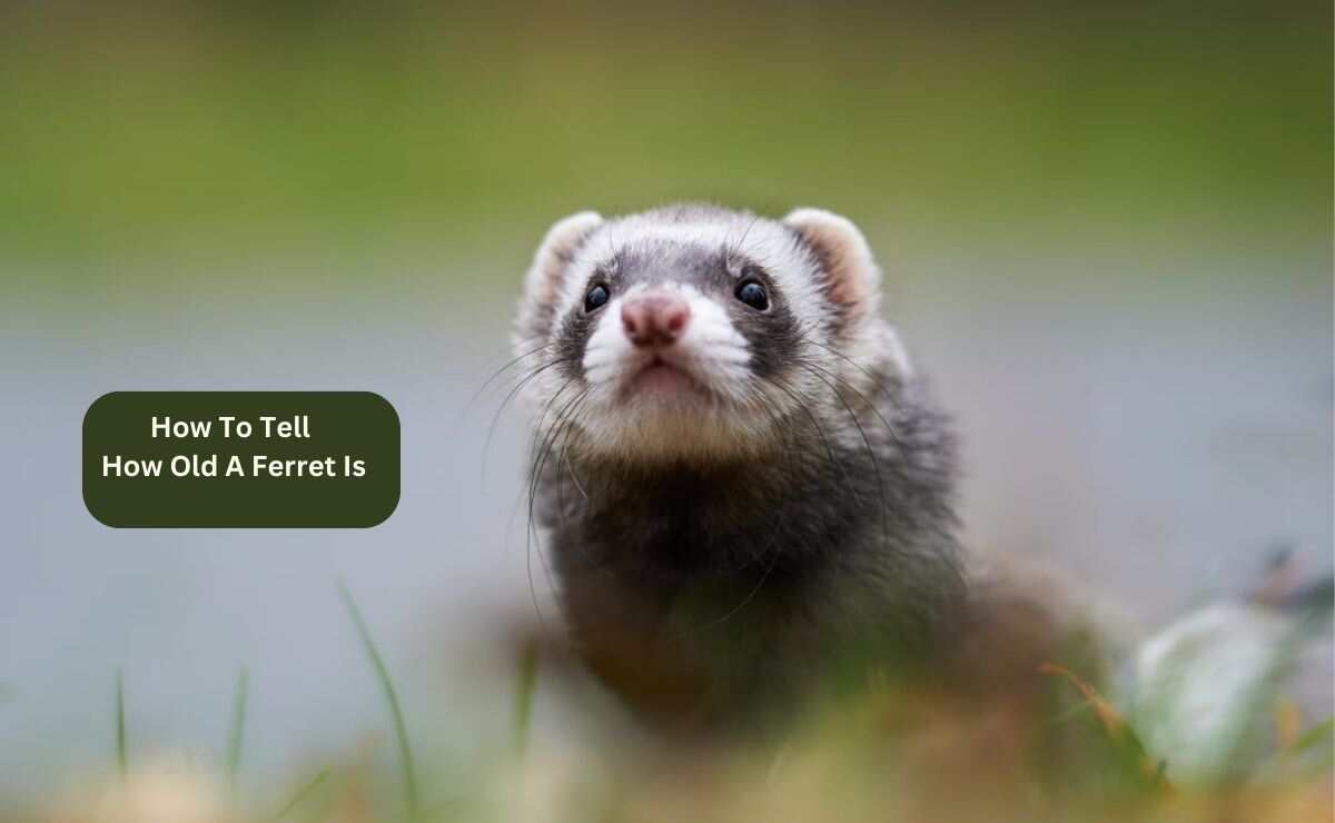 How To Tell How Old A Ferret Is