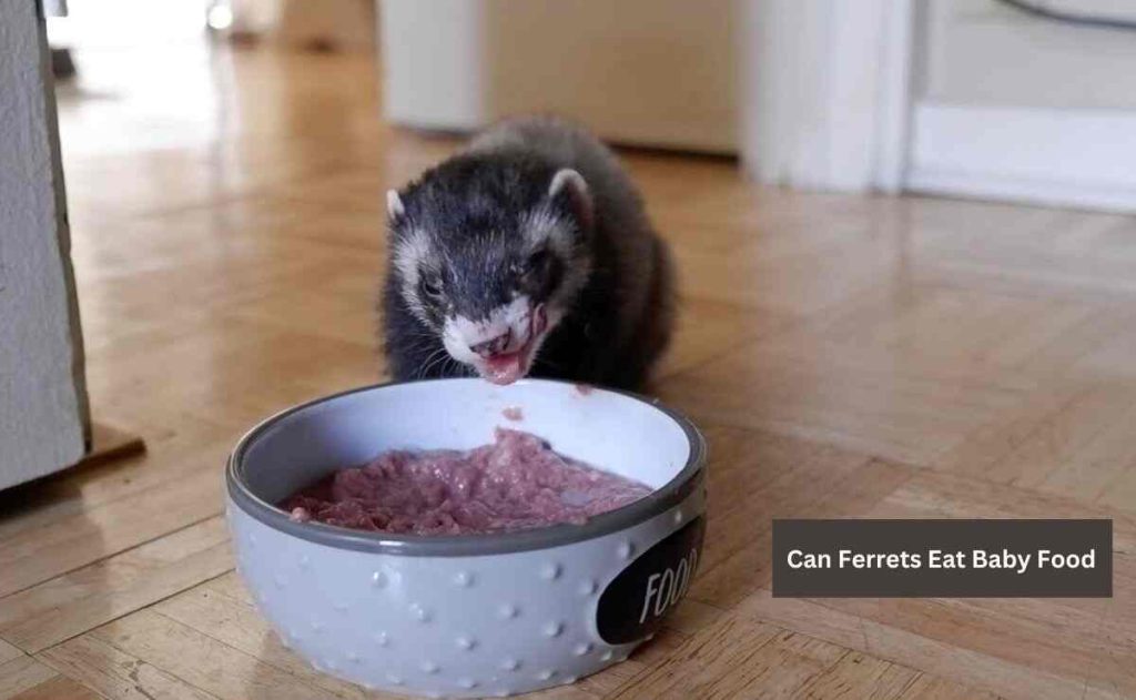 Can Ferrets Eat Baby Food