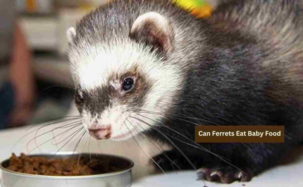 Can Ferrets Eat Baby Food? Know The Real Facts Ferret Adviser