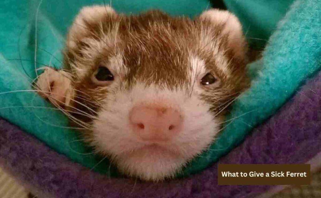 What to Give a Sick Ferret