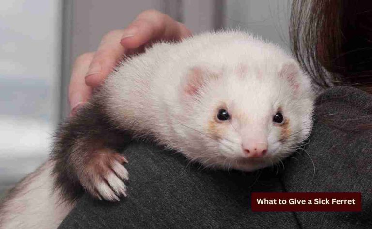 What to Give a Sick Ferret