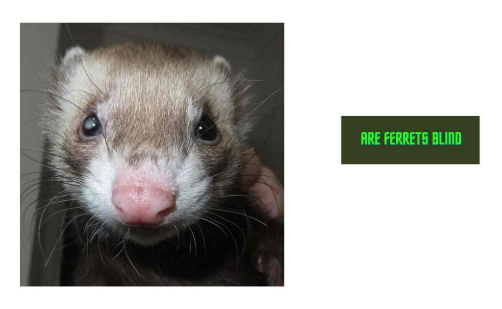 Are Ferrets Blind