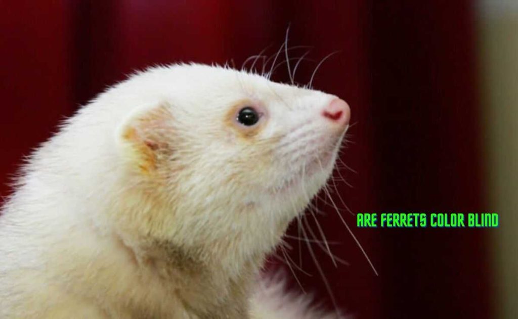Are Ferrets Color Blind