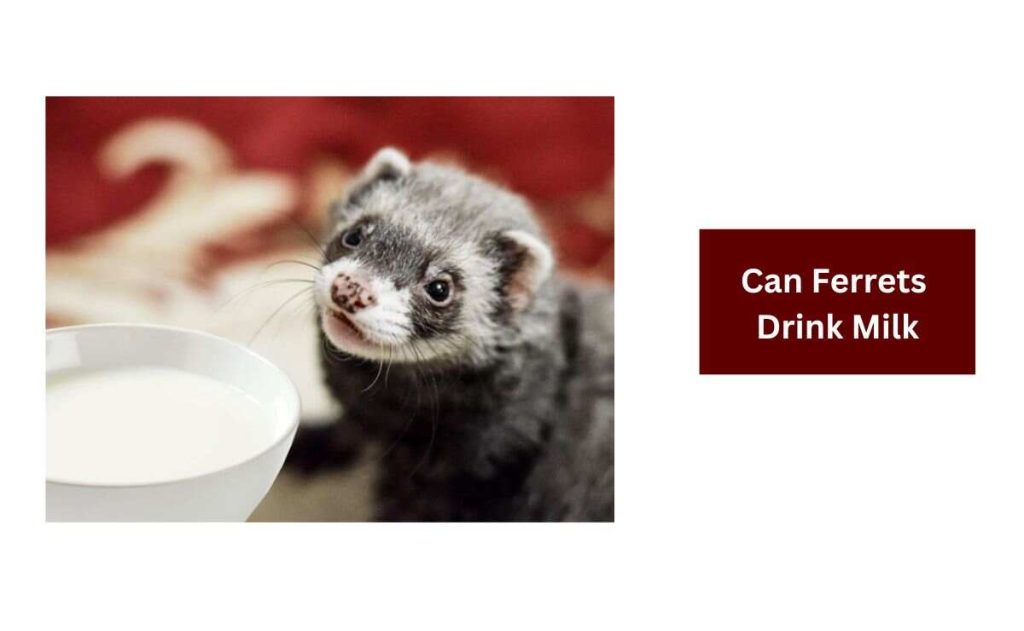 Can Ferrets Drink Milk