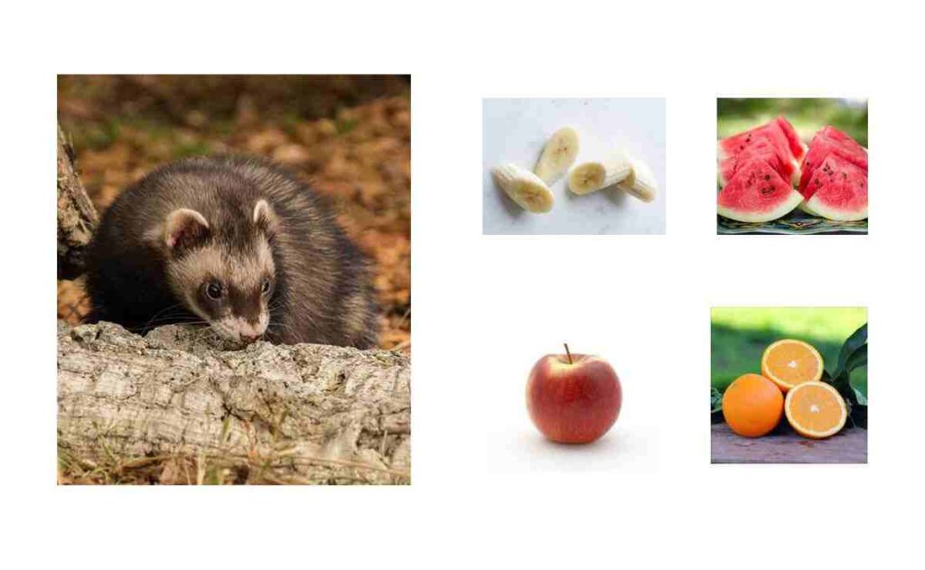 What Fruits Can Ferrets Eat? Know the Correct List Ferret Adviser