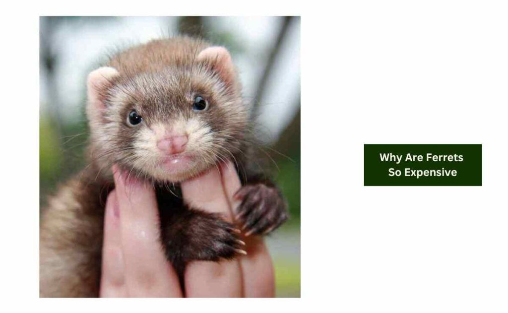 Why Are Ferrets So Expensive
